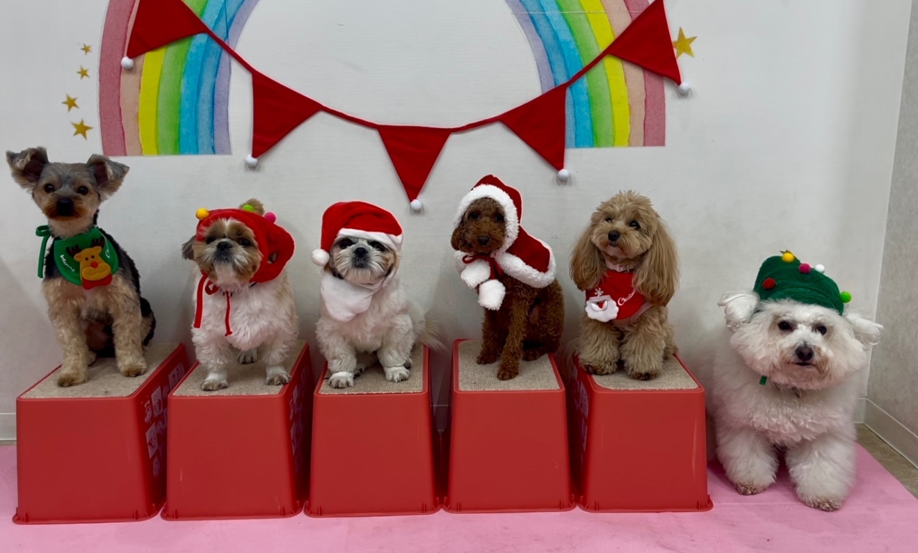 犬のしつけパピーラブ世田谷