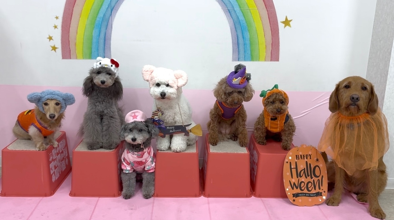 犬のしつけパピーラブ世田谷