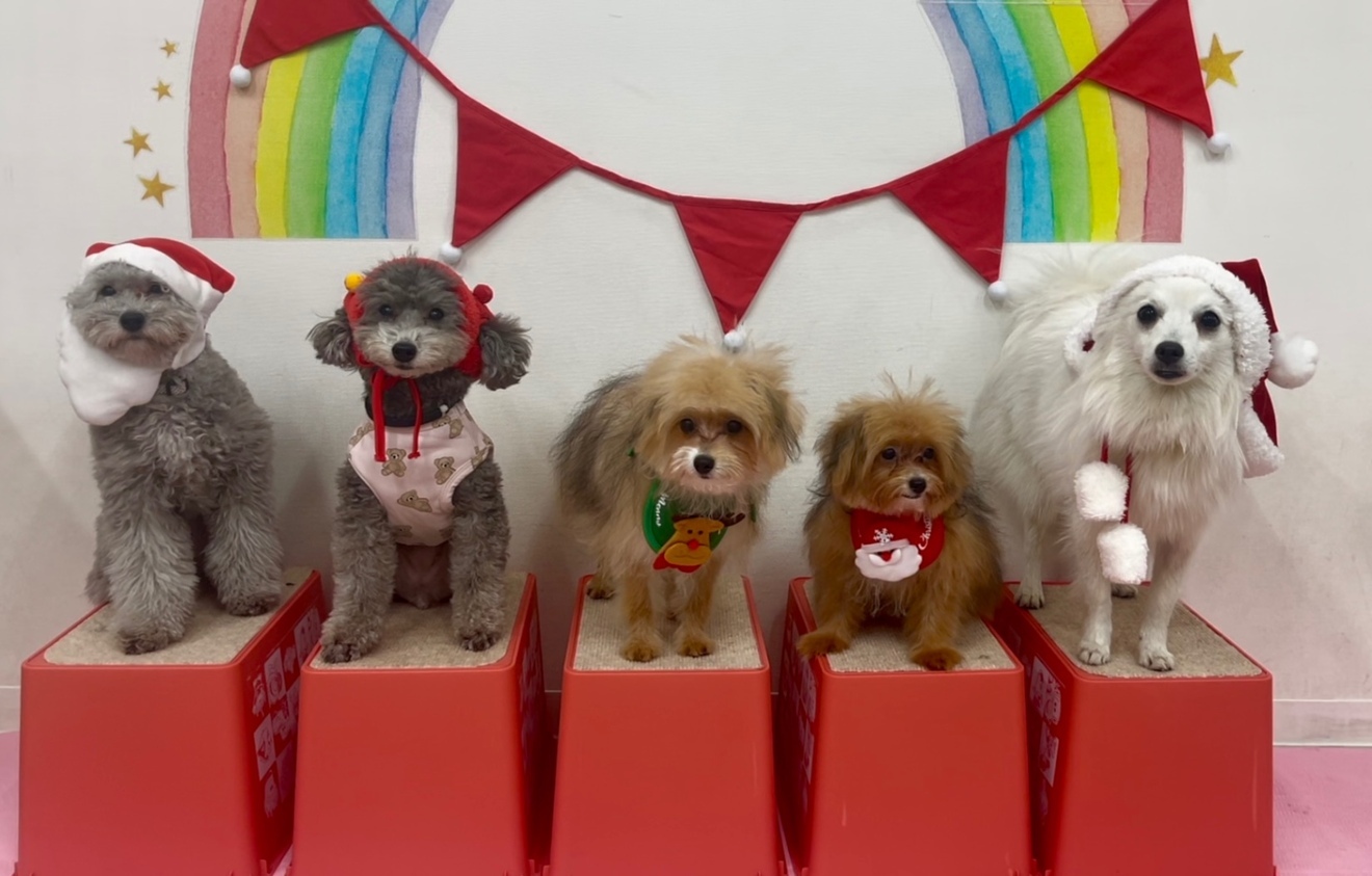 犬のしつけパピーラブ世田谷