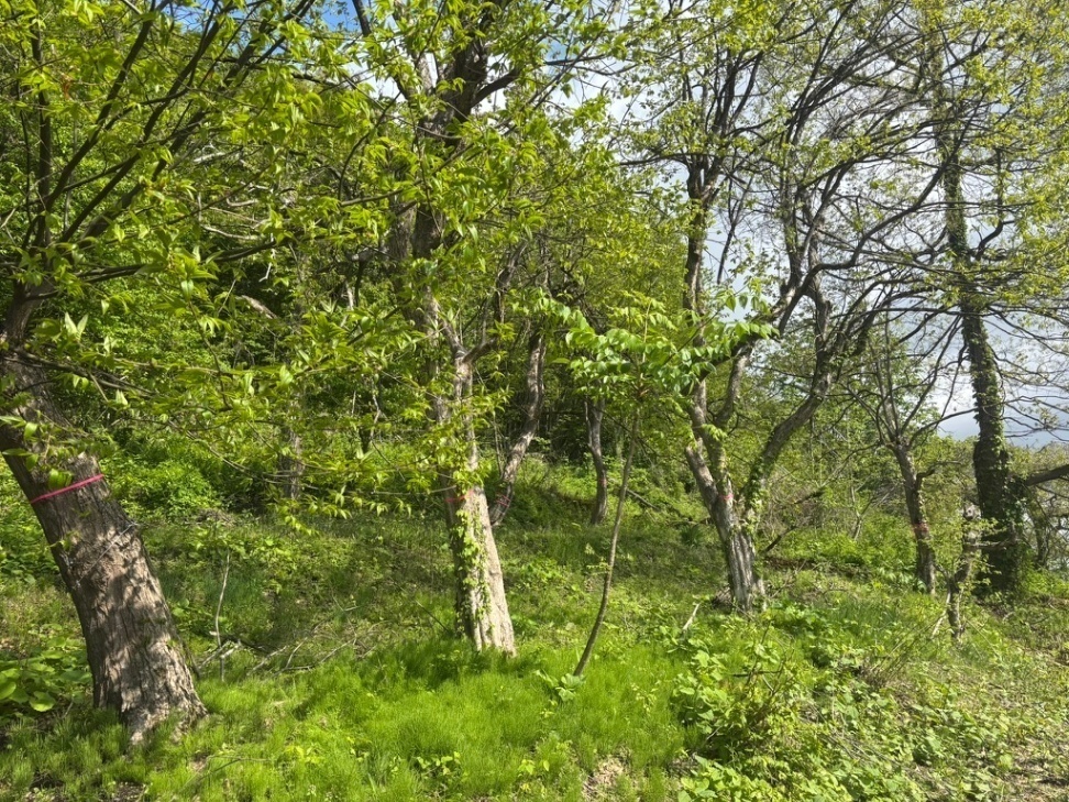 木と山のお手入れ すがわら
