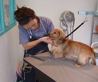 Dog Salon Lotti