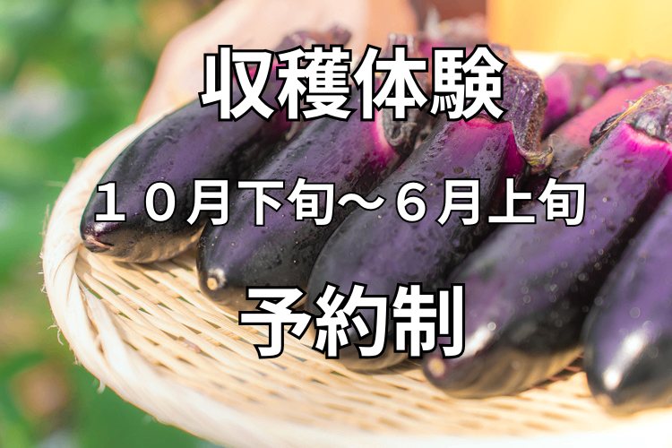 こたにん農園（ナス収穫体験　予約制）