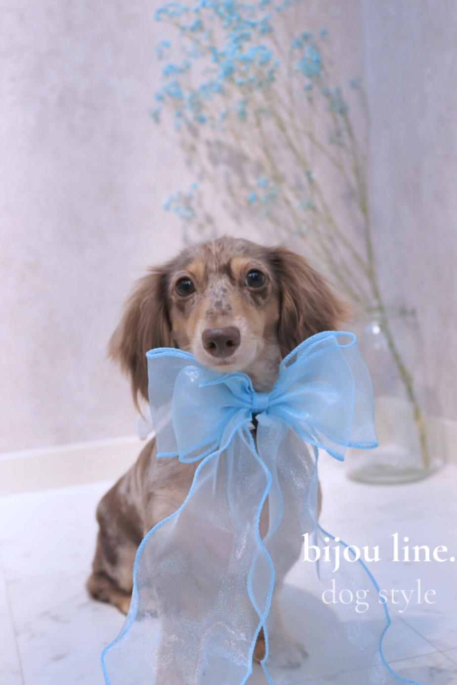 bijou line(ビジュライン)青森