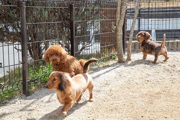 DogTraining WILDHALF