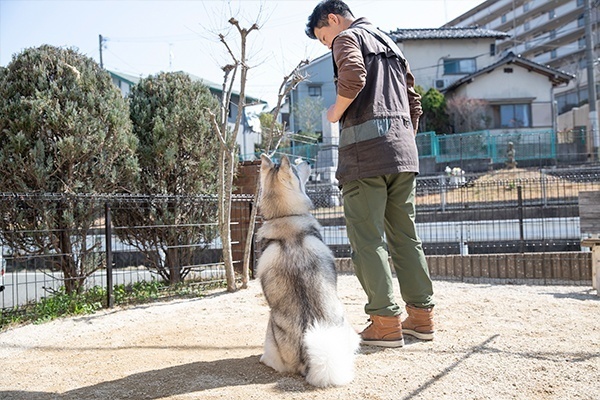 DogTraining WILDHALF