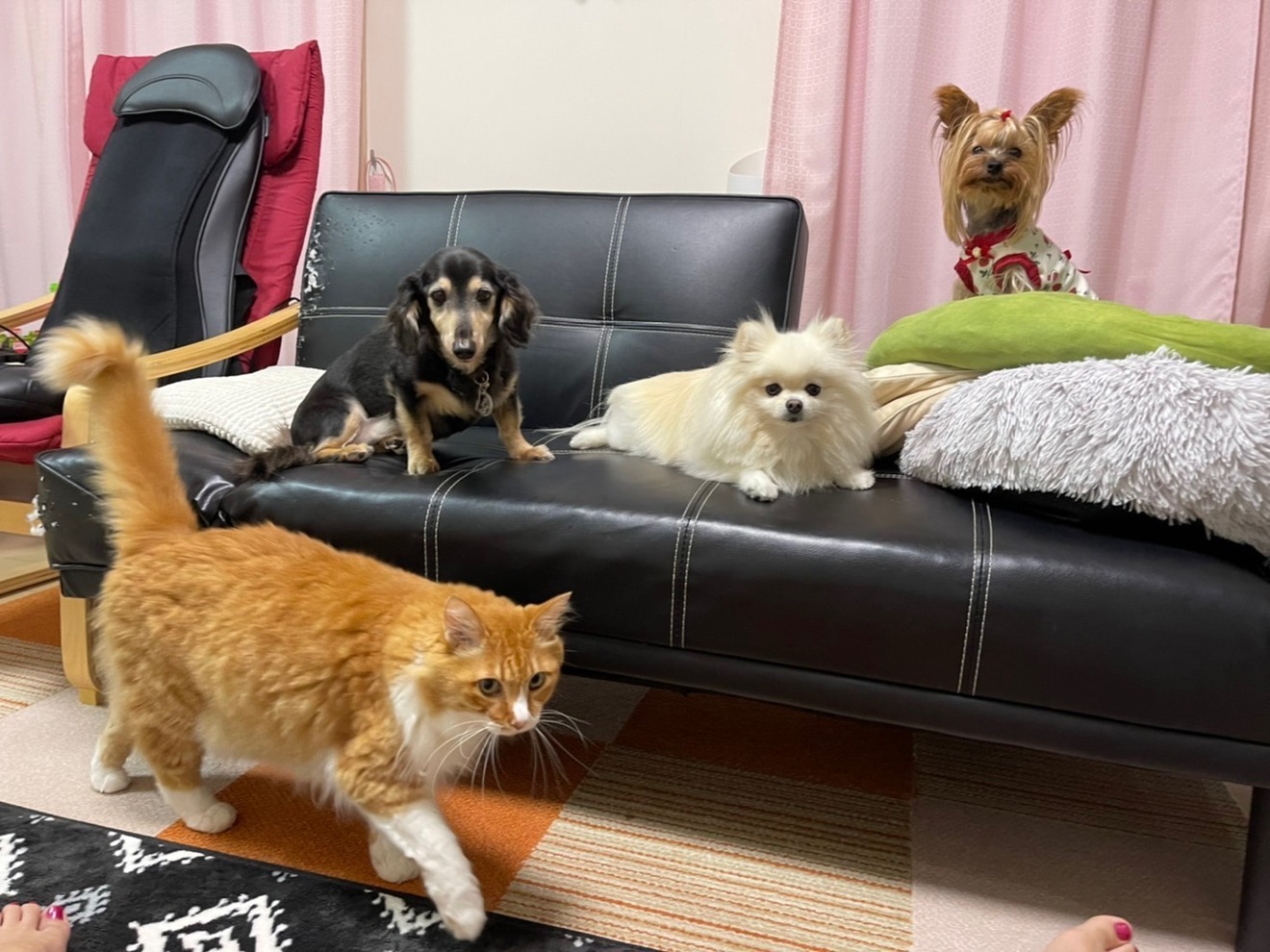 ペットホテル🐾キティママのお家🏠