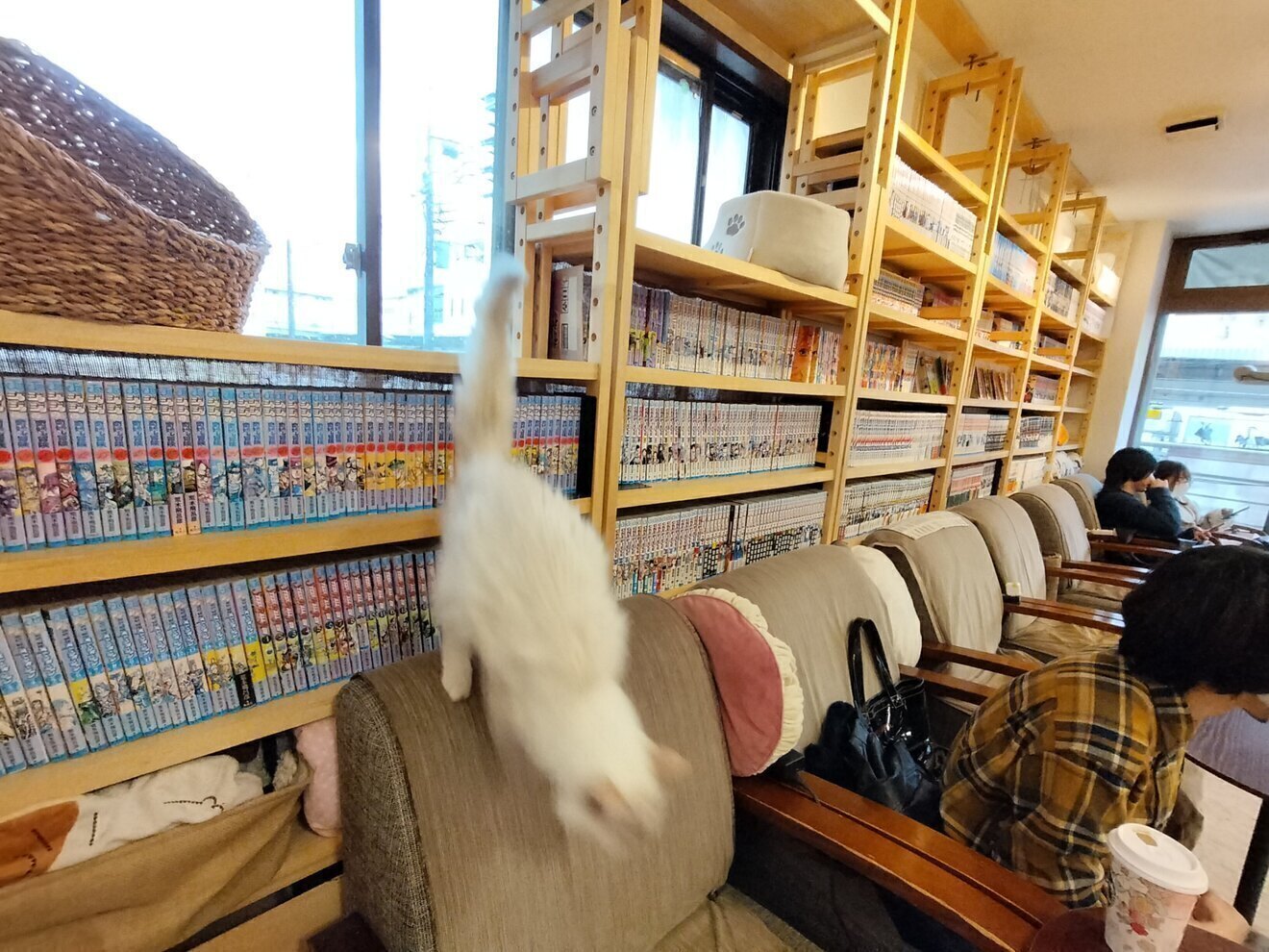 ねこのみせ