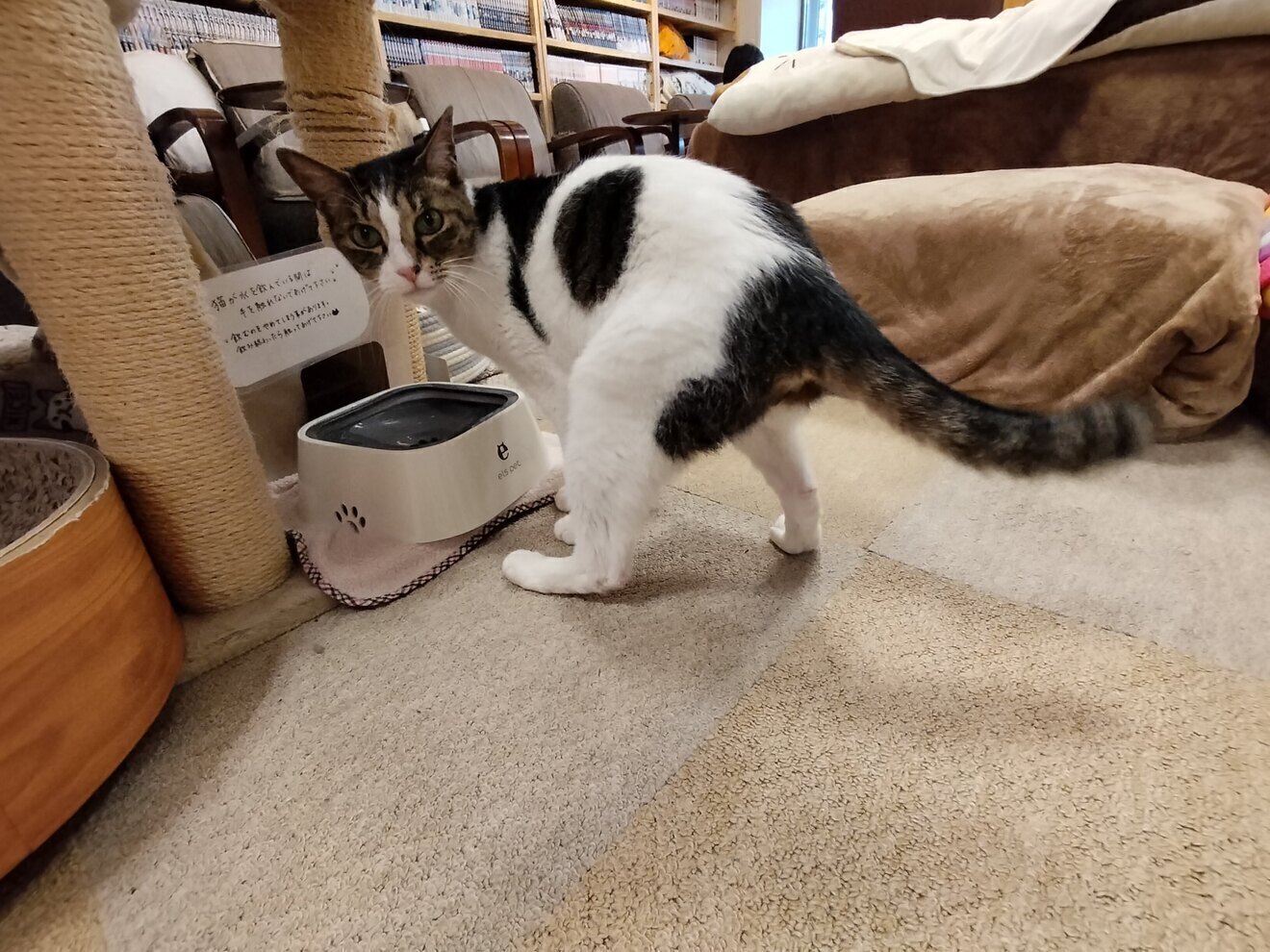 ねこのみせ