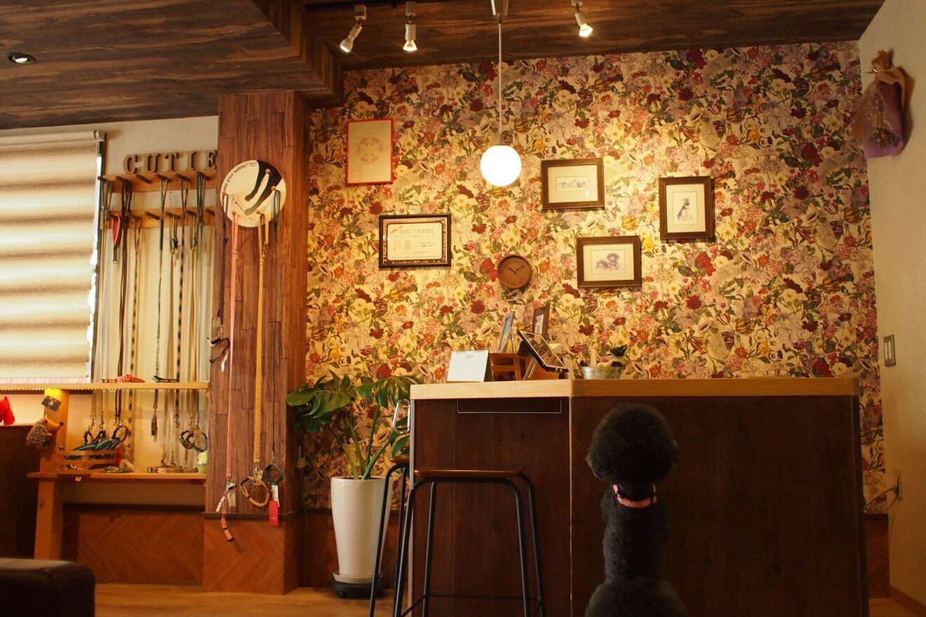 京都　ドッグサロンキューティー