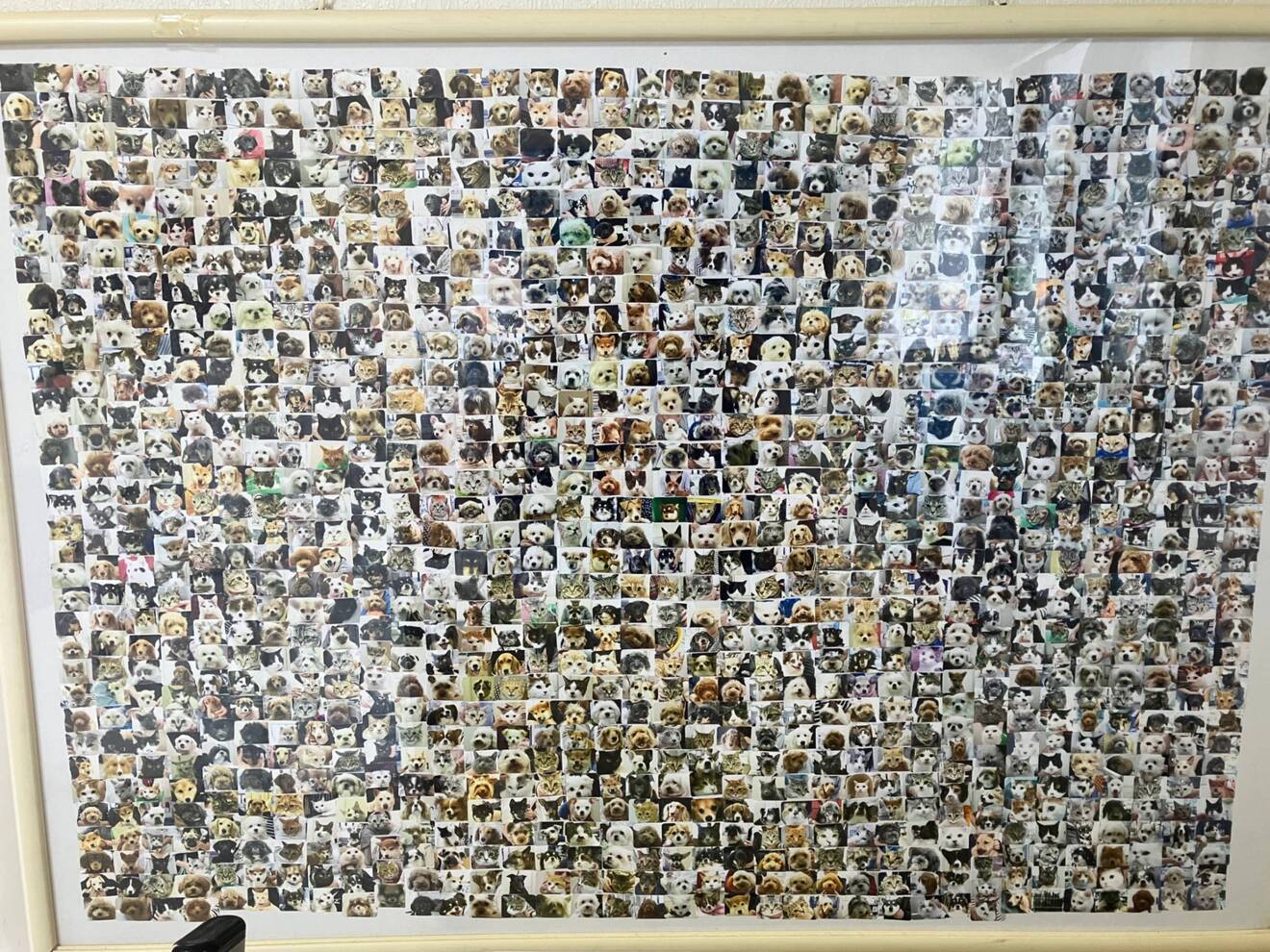 有田動物病院
