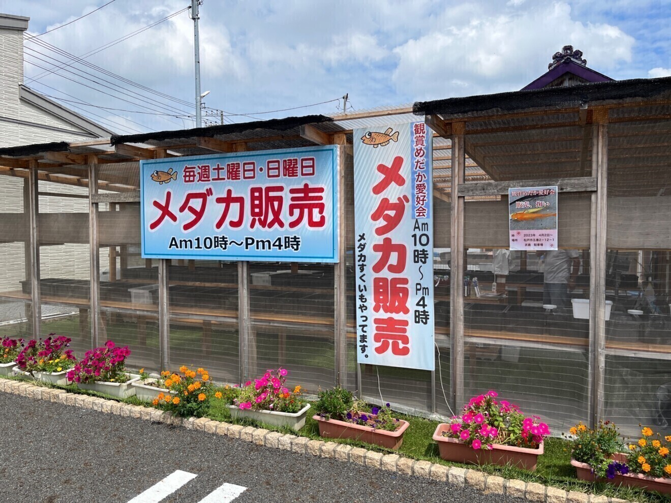 松戸 観賞メダカ愛好会 めだか販売所