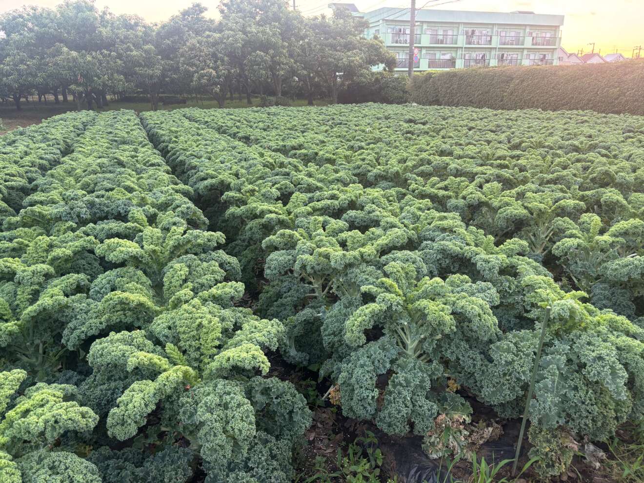 旬と西洋野菜の直売所FARM,TAIMA