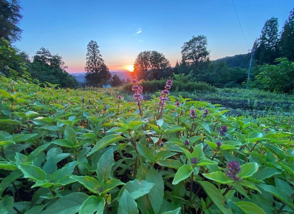 まつのやま茶倉
