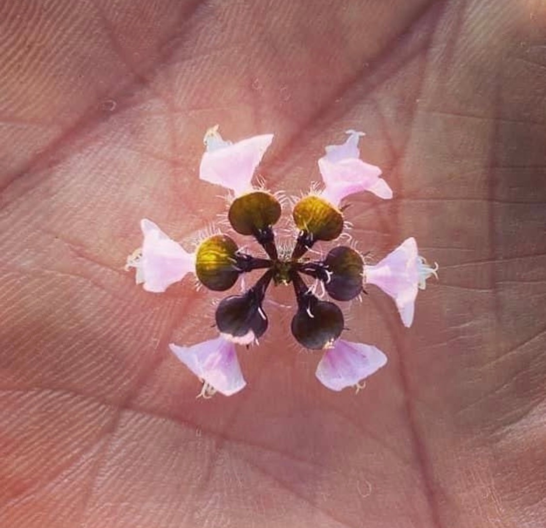 まつのやま茶倉