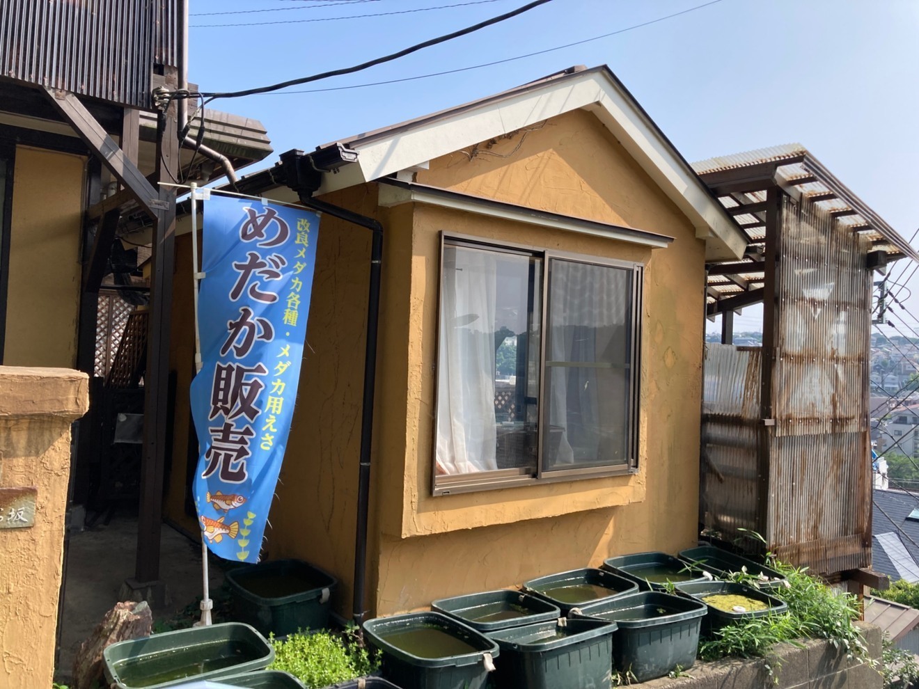 メダカ屋えん 神奈川県横浜市のメダカ屋