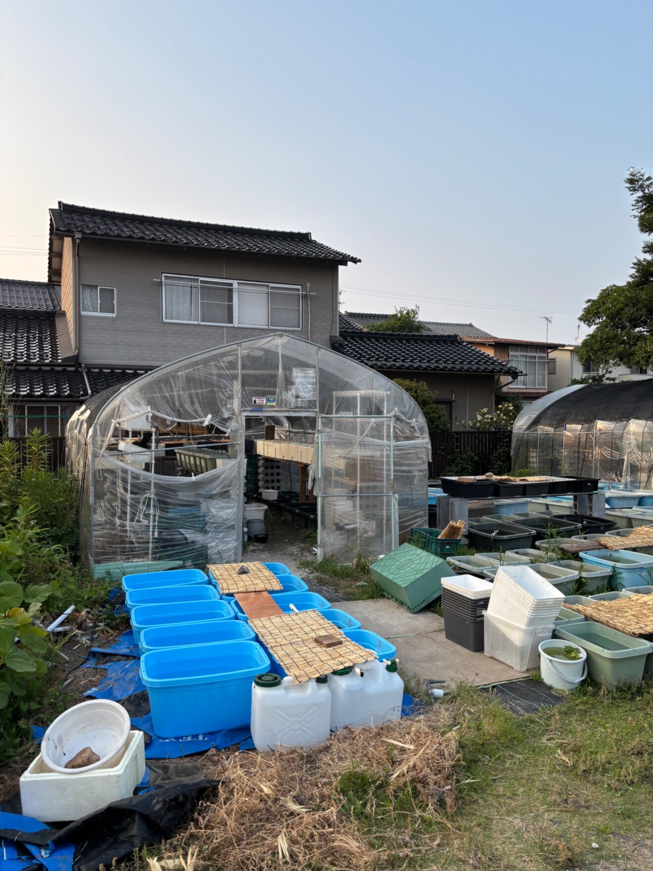 プラチナメダカ島根