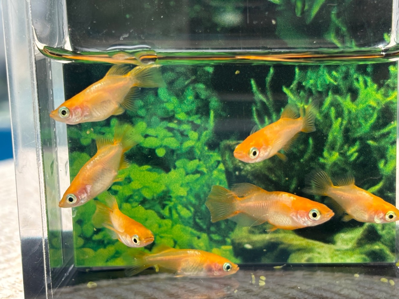プラチナメダカ島根