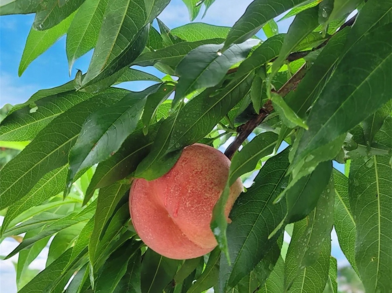 梨子本園　奈良県　桃・李・柿 農家