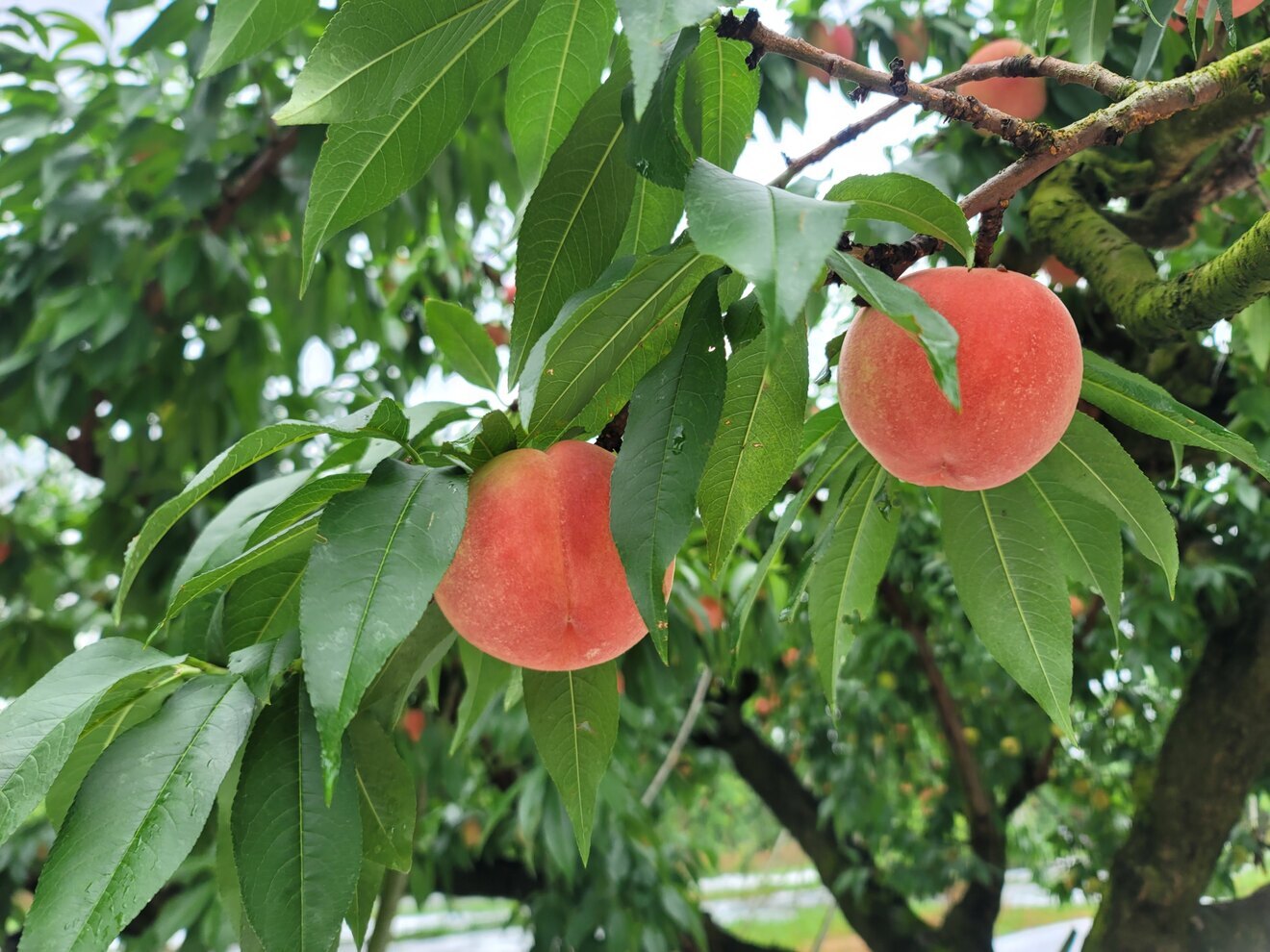 梨子本園　奈良県　桃・李・柿 農家