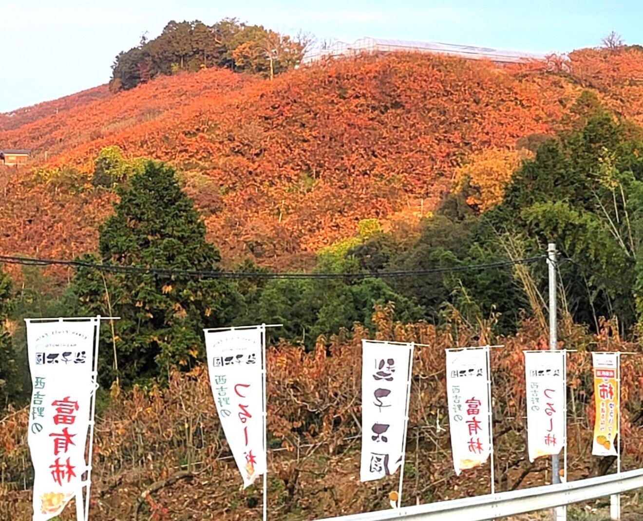 梨子本園　奈良県　桃・李・柿 農家