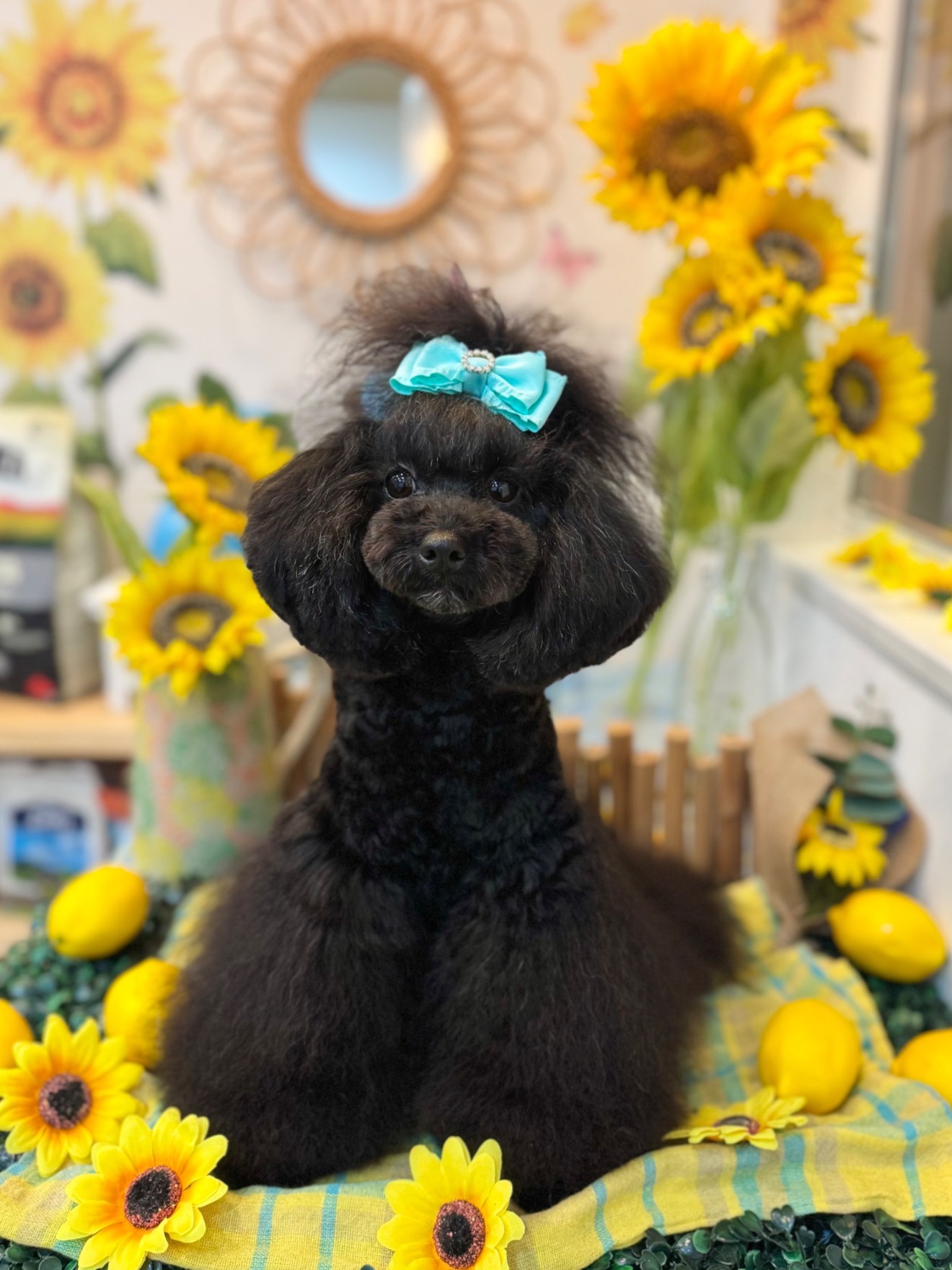 トリミングサロン BERRYDOG 