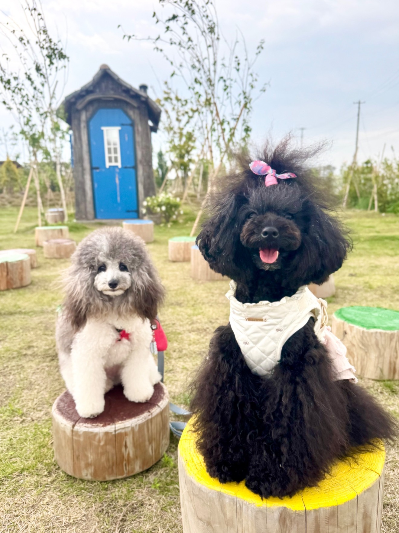 トリミングサロン BERRYDOG 