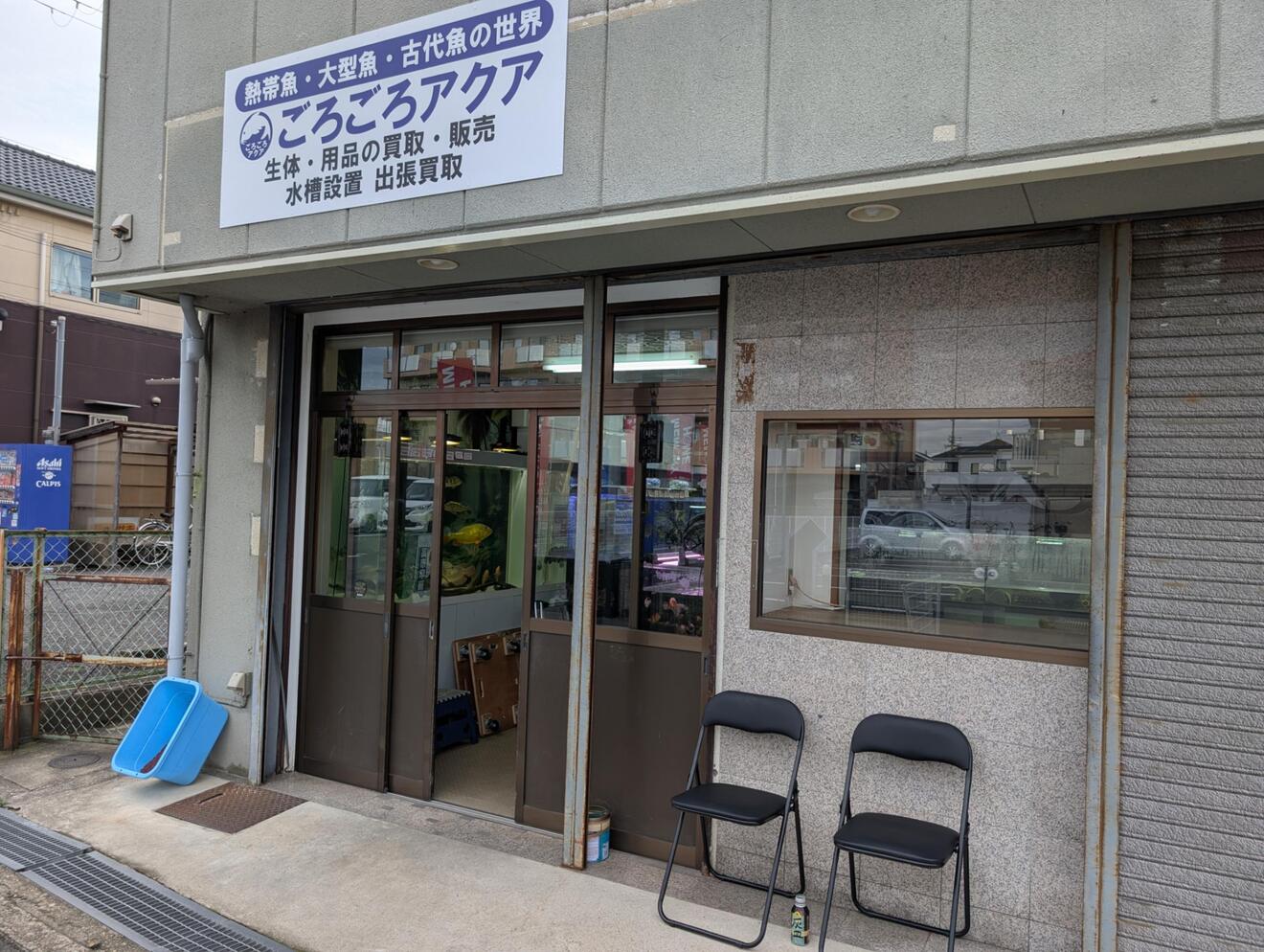 熱帯魚･大型魚･古代魚【ごろごろアクア】