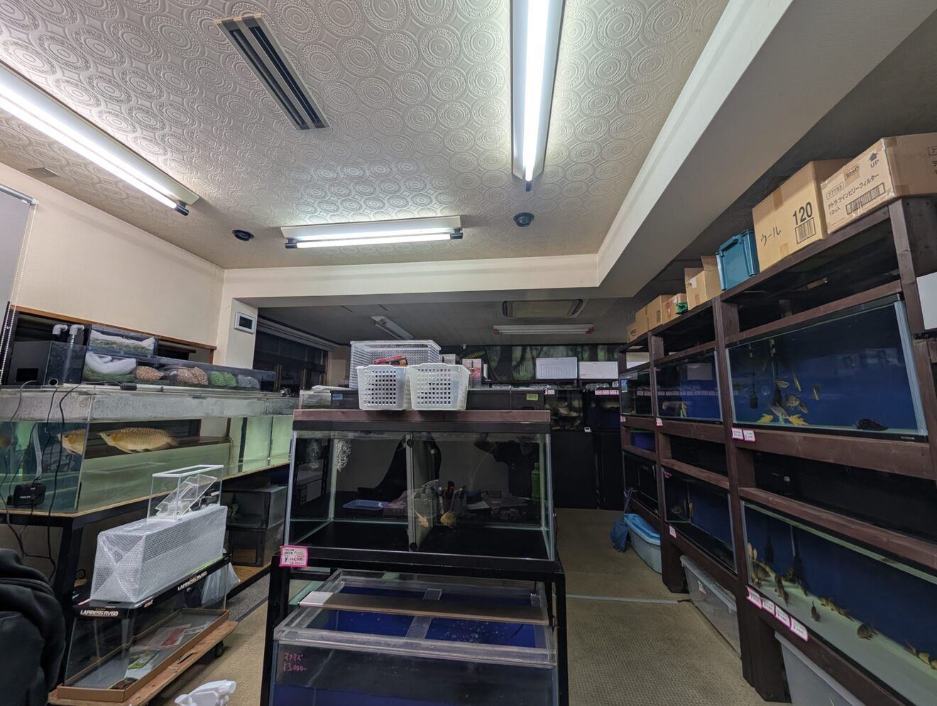 熱帯魚･大型魚･古代魚【ごろごろアクア】