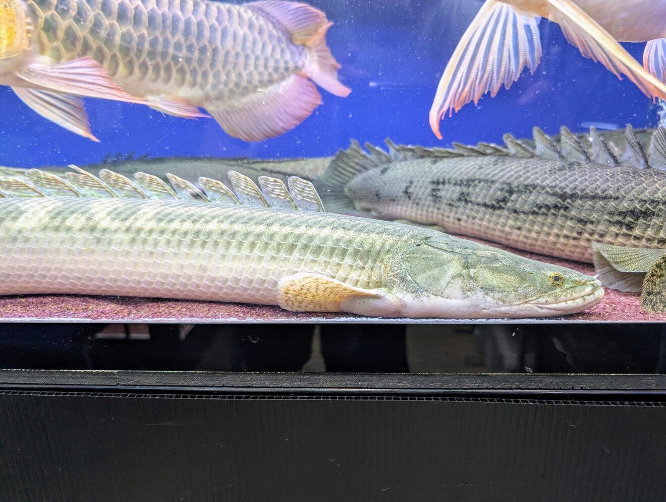 熱帯魚･大型魚･古代魚【ごろごろアクア】