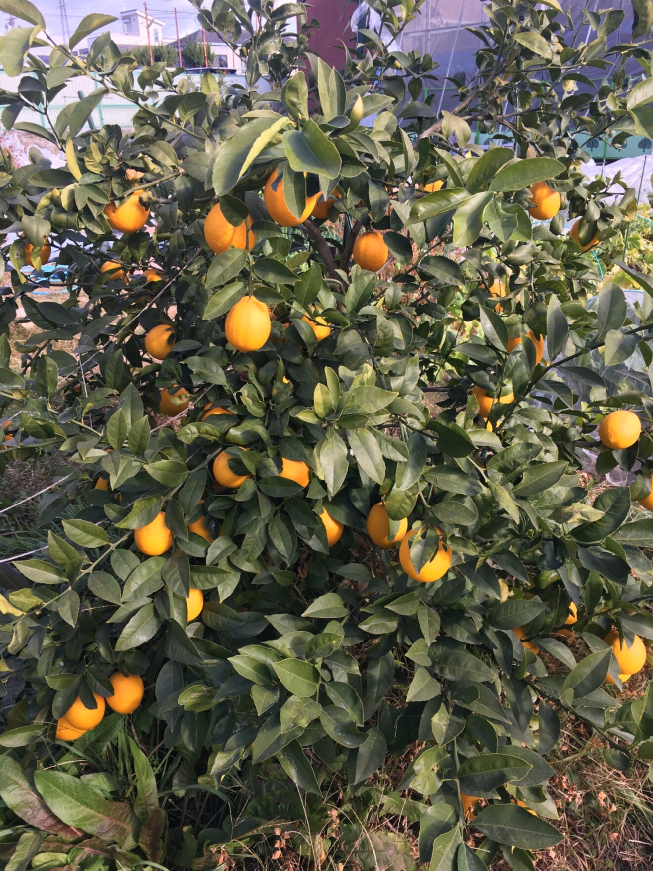 茨木市で日本酒とワイン　岡べろべっろ