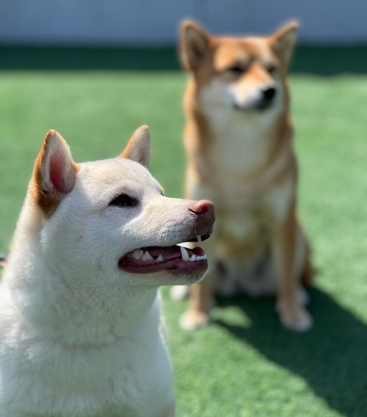 (ペット用品販売)日本障害犬支援センター