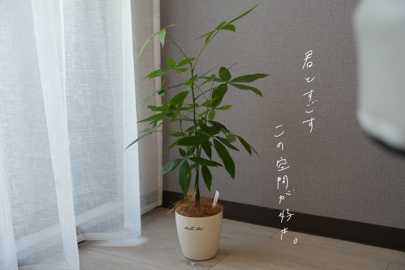 きくのはな鍼灸接骨院