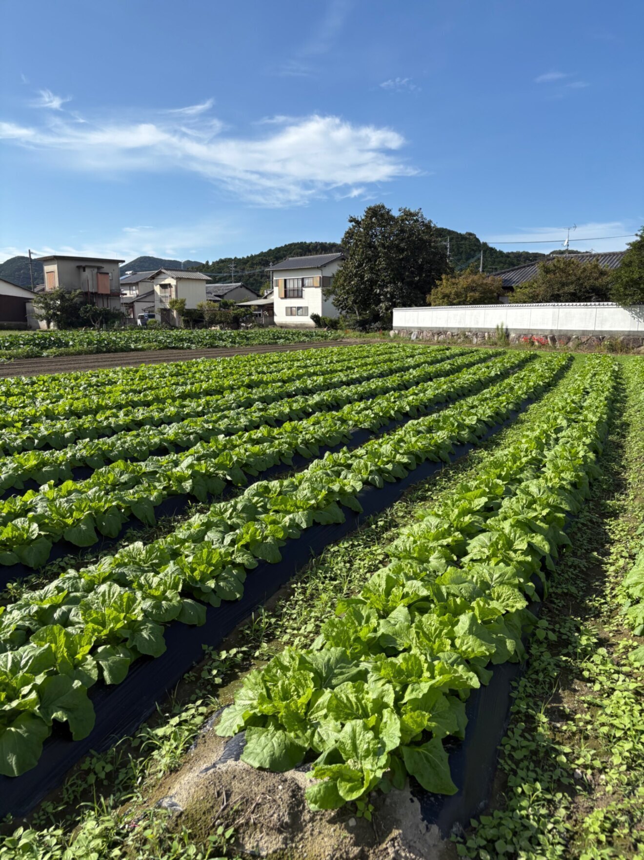 たぬき農園野菜直売所