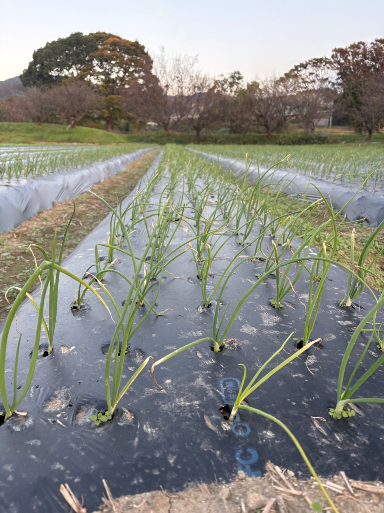 たぬき農園野菜直売所