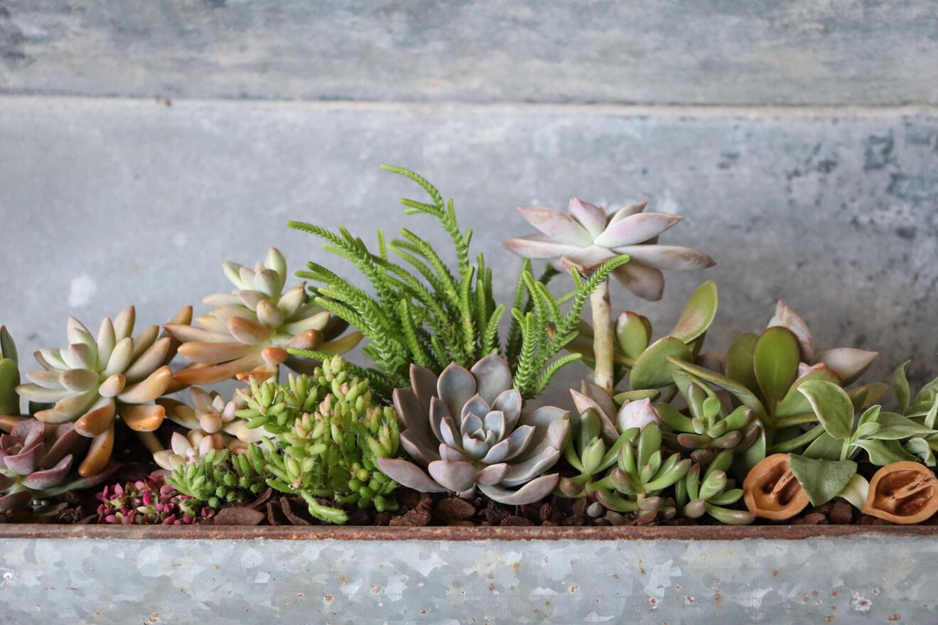 植物屋さんazayaka