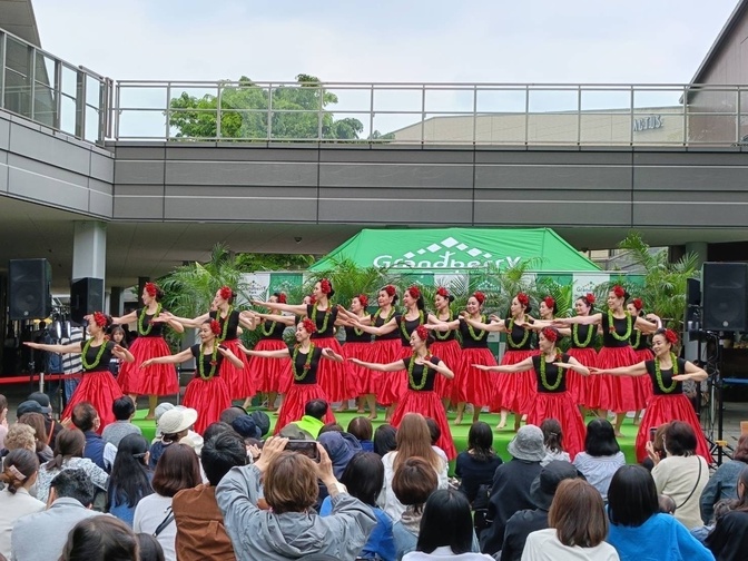フラダンス　アカハイフラスタジオ　鷺沼
