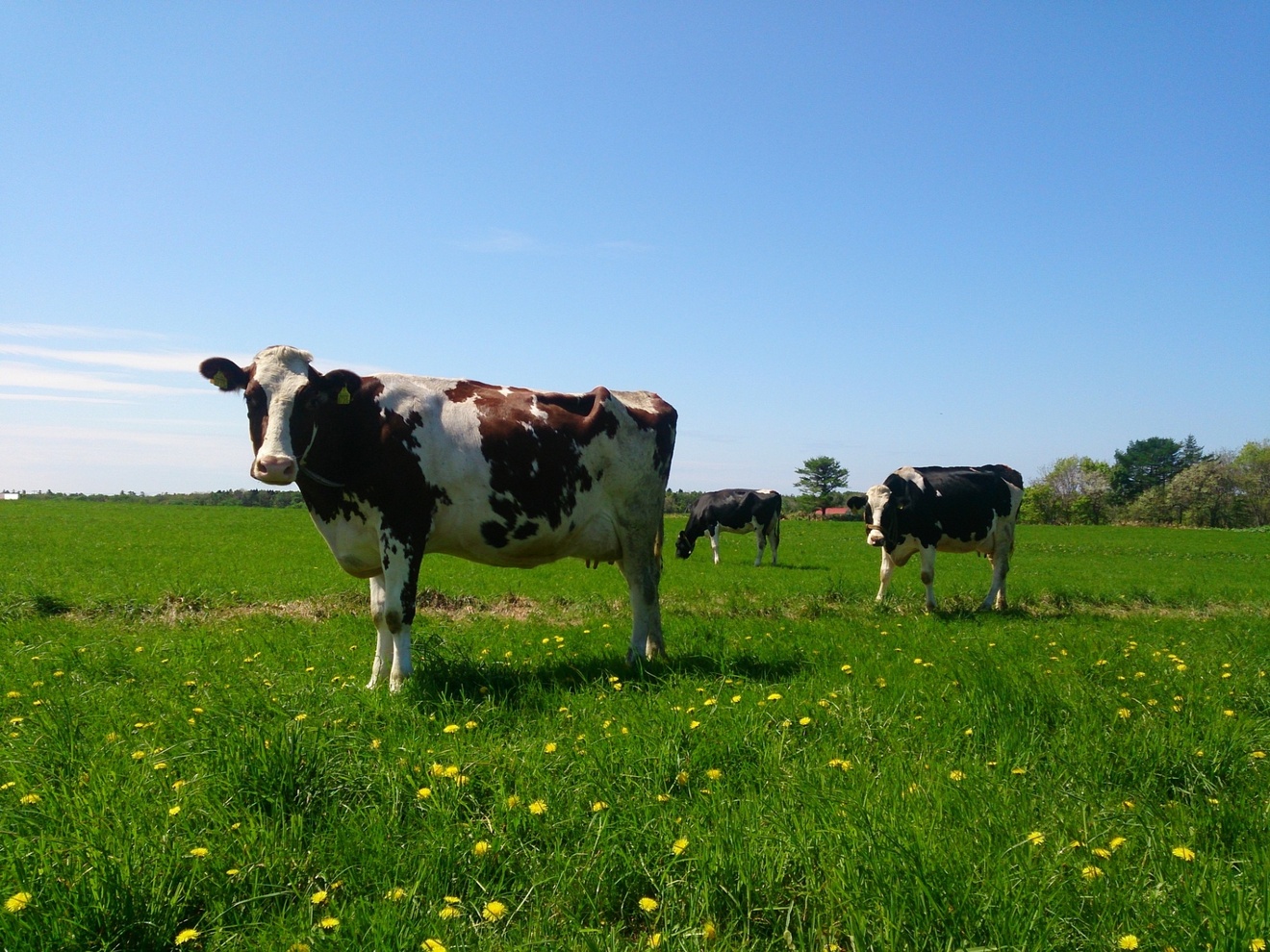 石原牧場 (放牧アイスクリーム) 豊富町