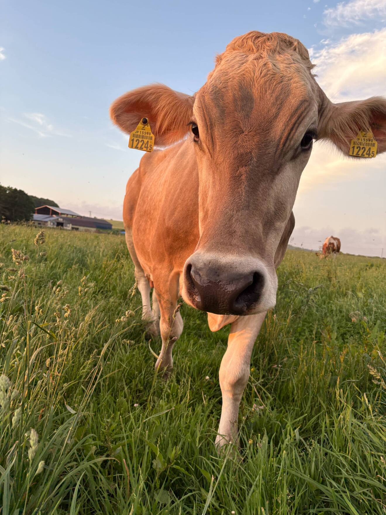 石原牧場 (放牧アイスクリーム) 豊富町