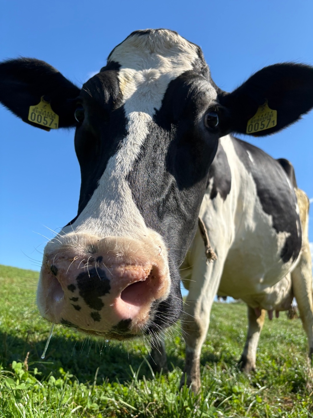 石原牧場 (放牧アイスクリーム) 豊富町