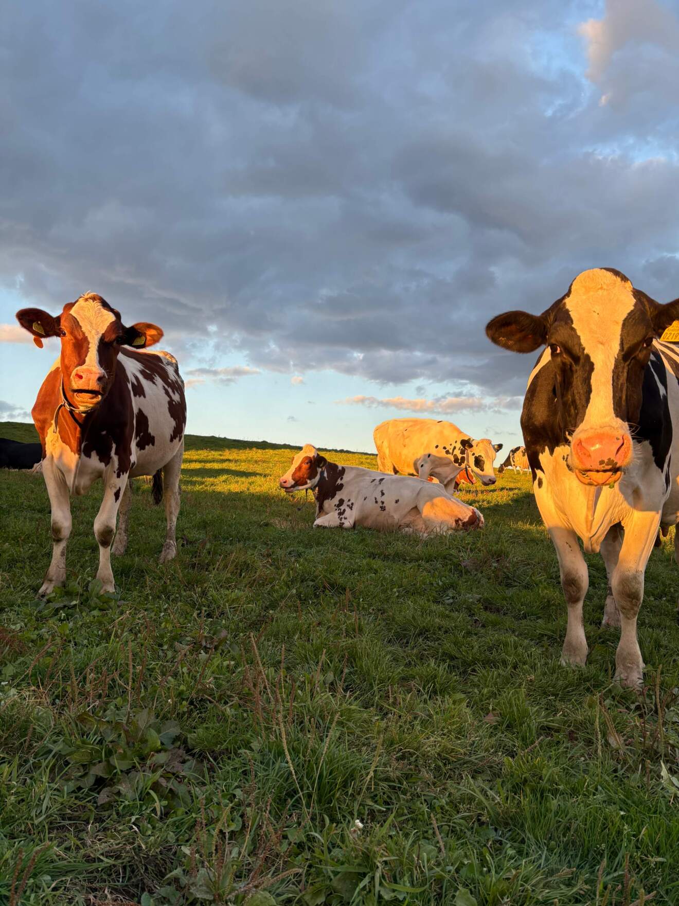 石原牧場 (放牧アイスクリーム) 豊富町