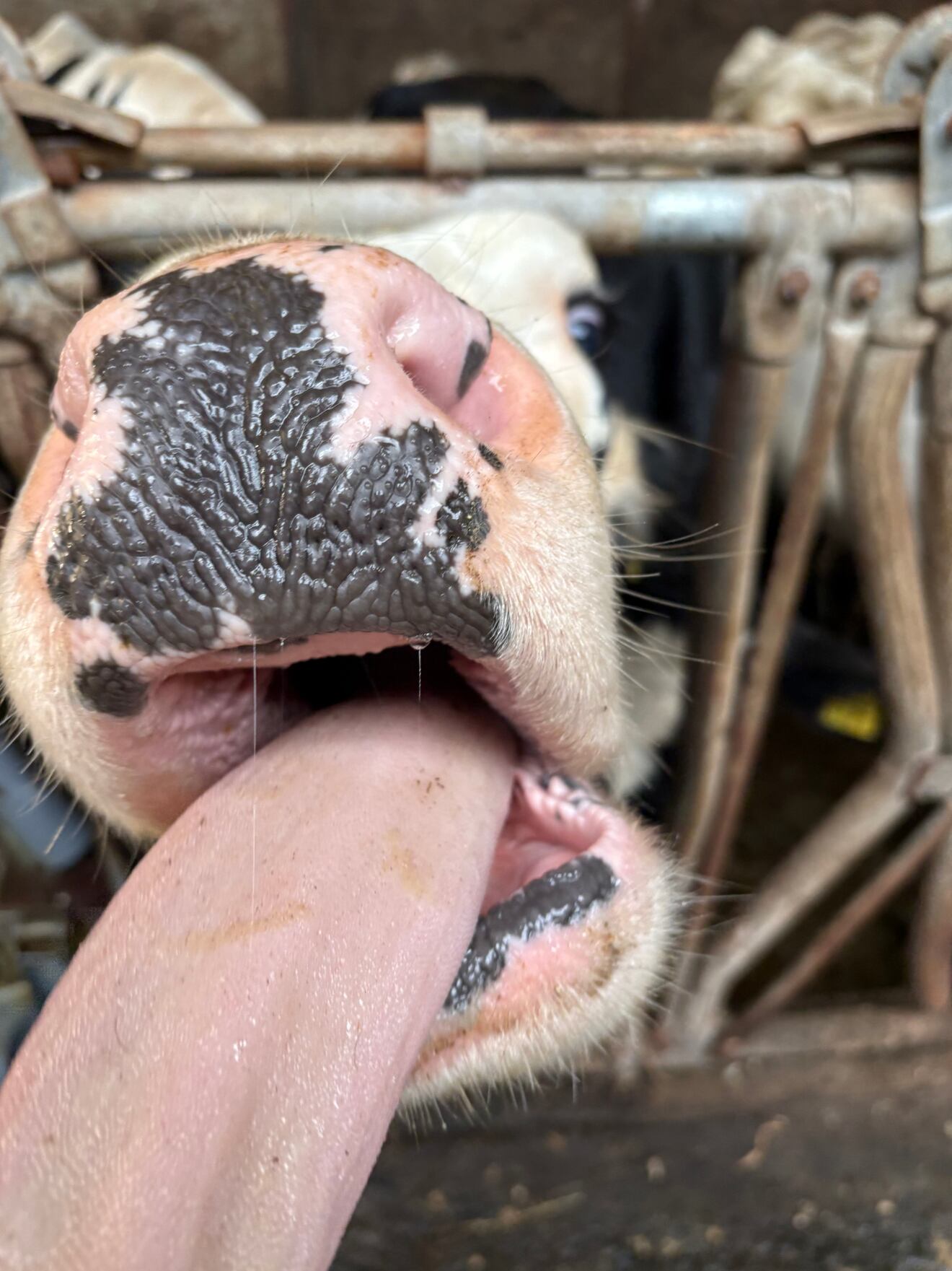石原牧場 (放牧アイスクリーム) 豊富町