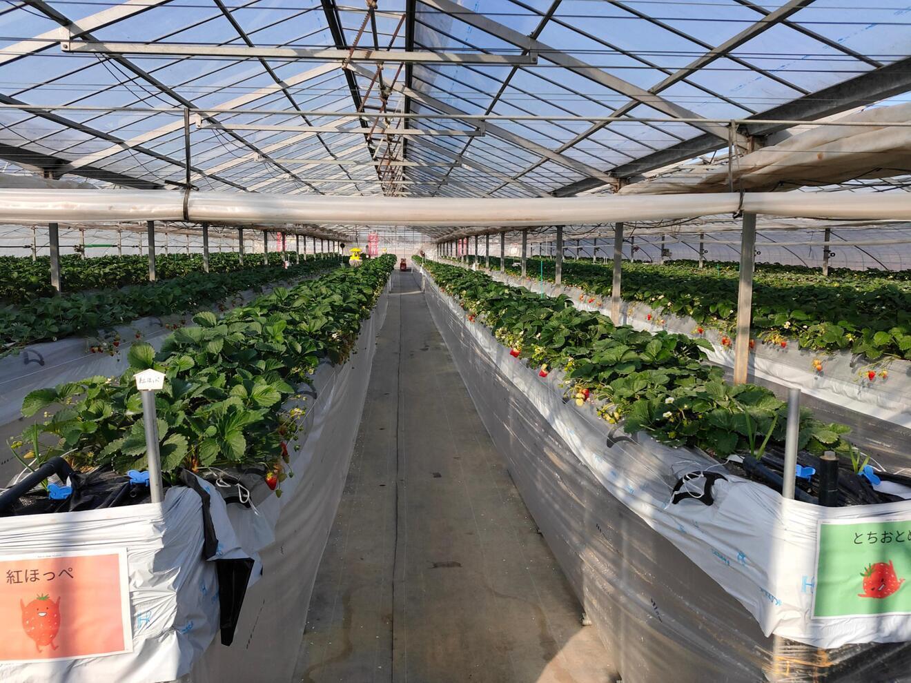 いちご狩り　丹羽（ニワ）いちご園