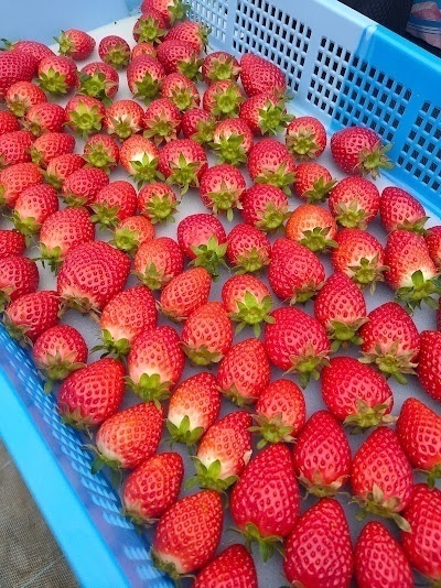 いちご狩り　丹羽（ニワ）いちご園