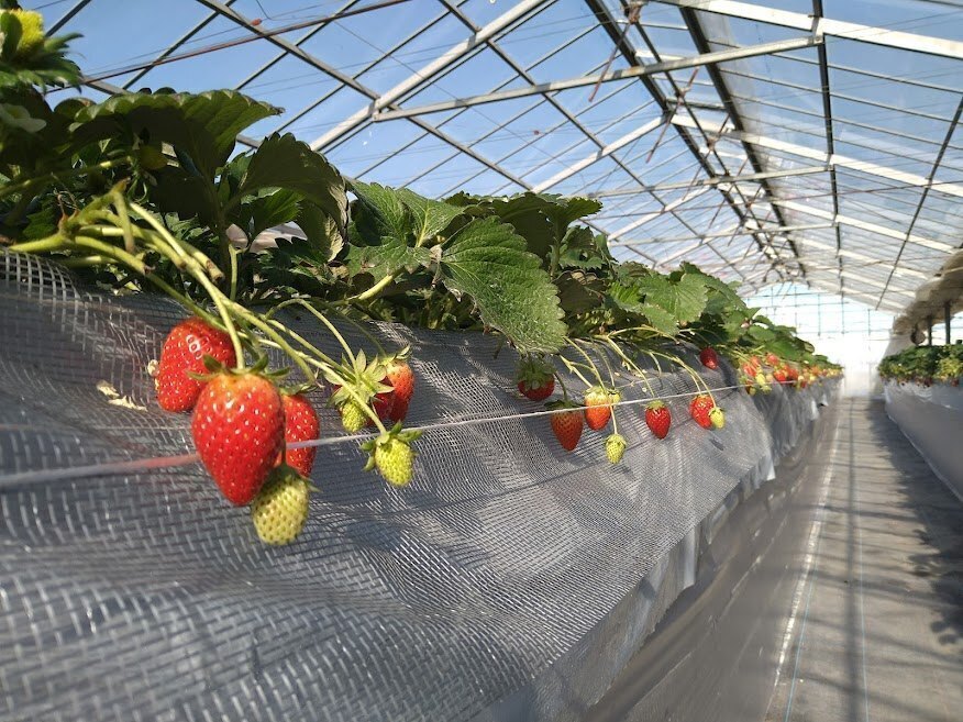 いちご狩り　丹羽（ニワ）いちご園