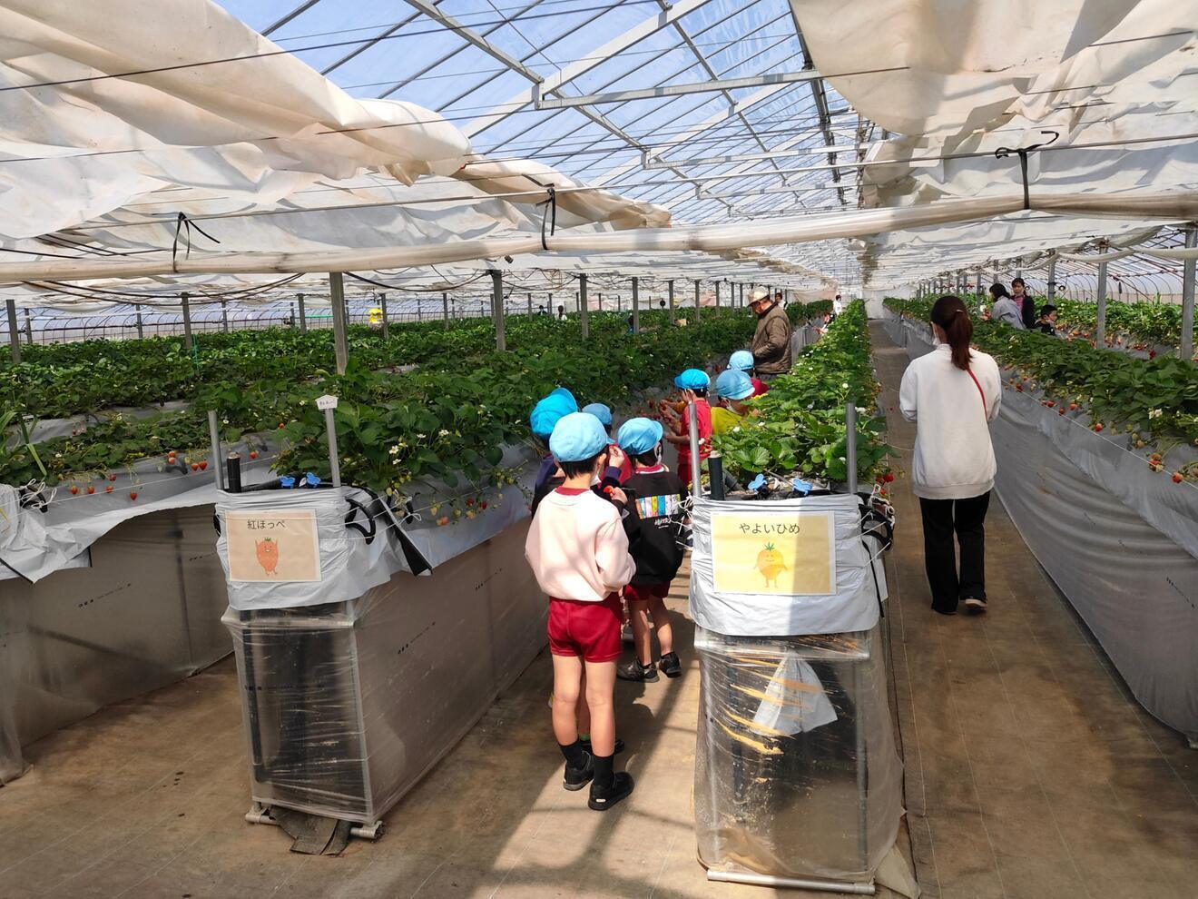 いちご狩り　丹羽（ニワ）いちご園