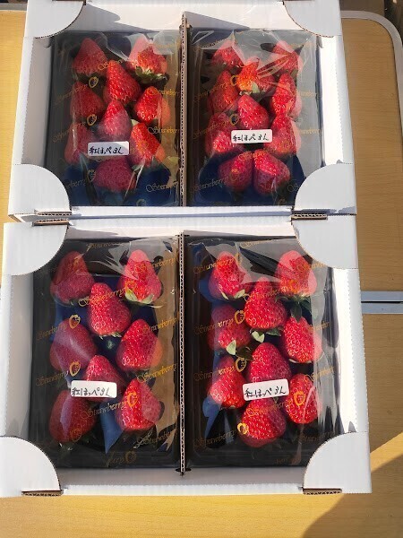 いちご狩り　丹羽（ニワ）いちご園