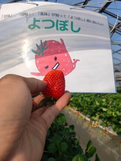 いちご狩り　丹羽（ニワ）いちご園