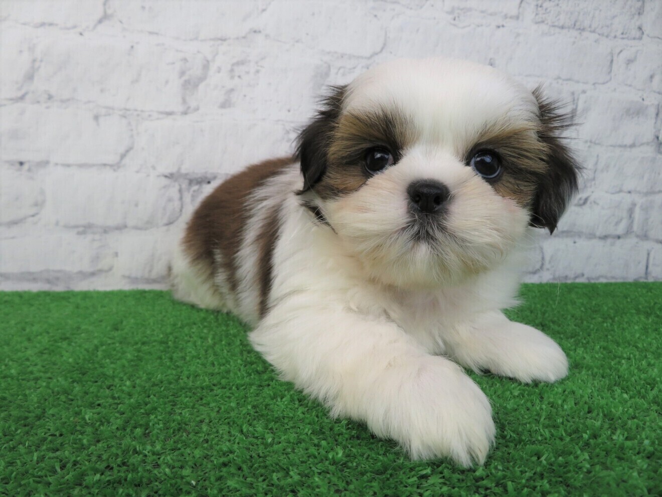 DoG JaM　東寝屋川店