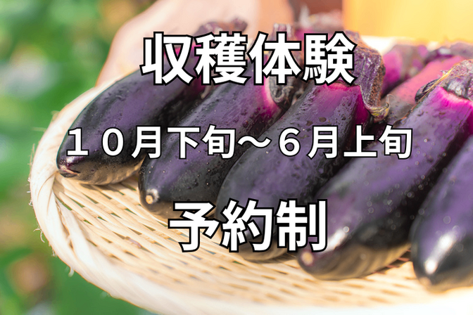 こたにん農園（ナス収穫体験　予約制）