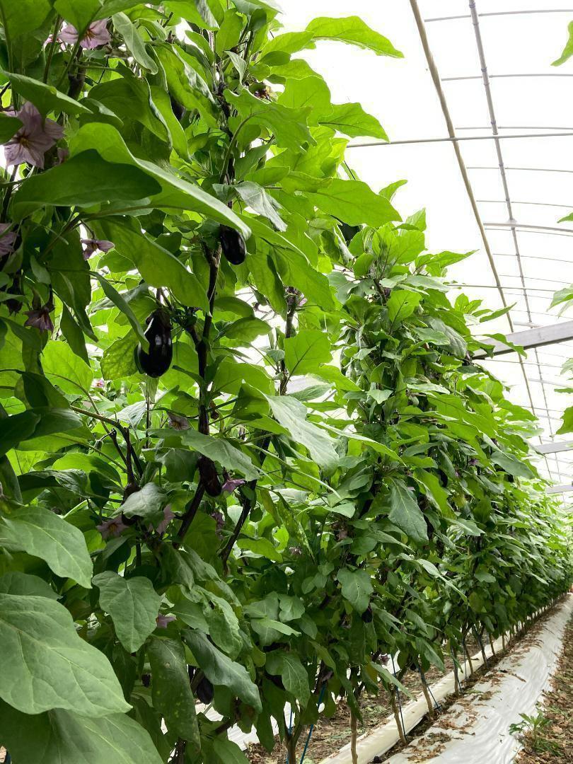 こたにん農園（ナス収穫体験　予約制）